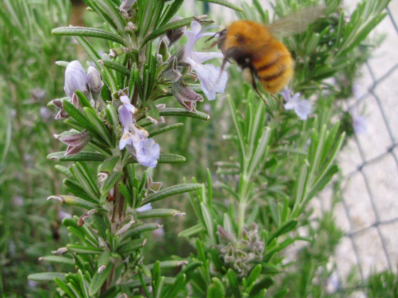 Bombus cfr pascuorum